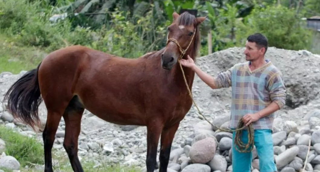 Imagen del caballo que come pan en Ibagué que pide ayuda para comprar su alimento