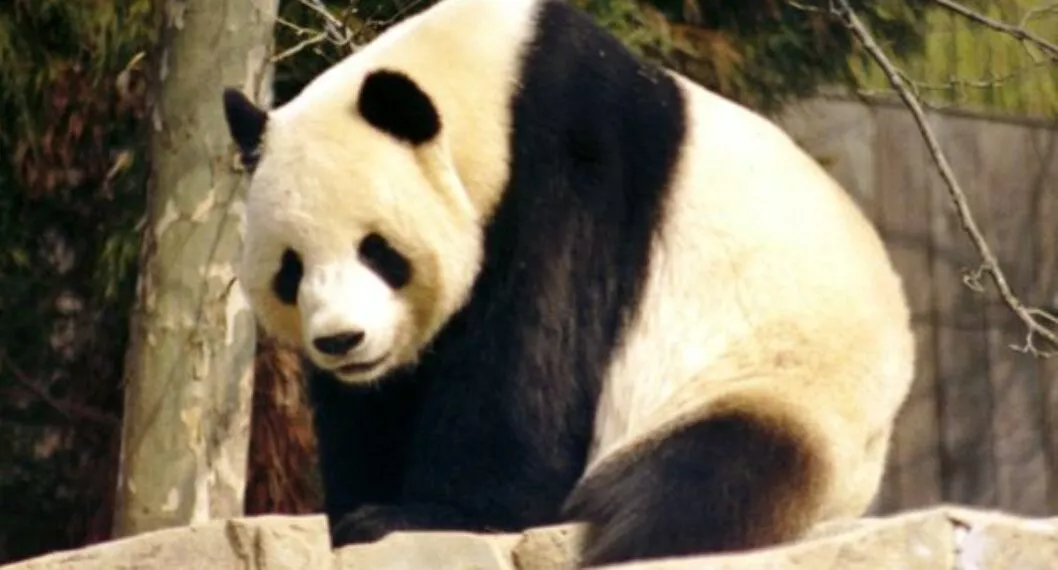 La evolución que llevó a los pandas a incorporar el bambú a su dieta