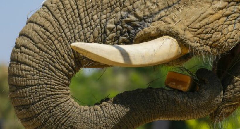 Revelados nuevos secretos de la piel de la trompa de los elefantes