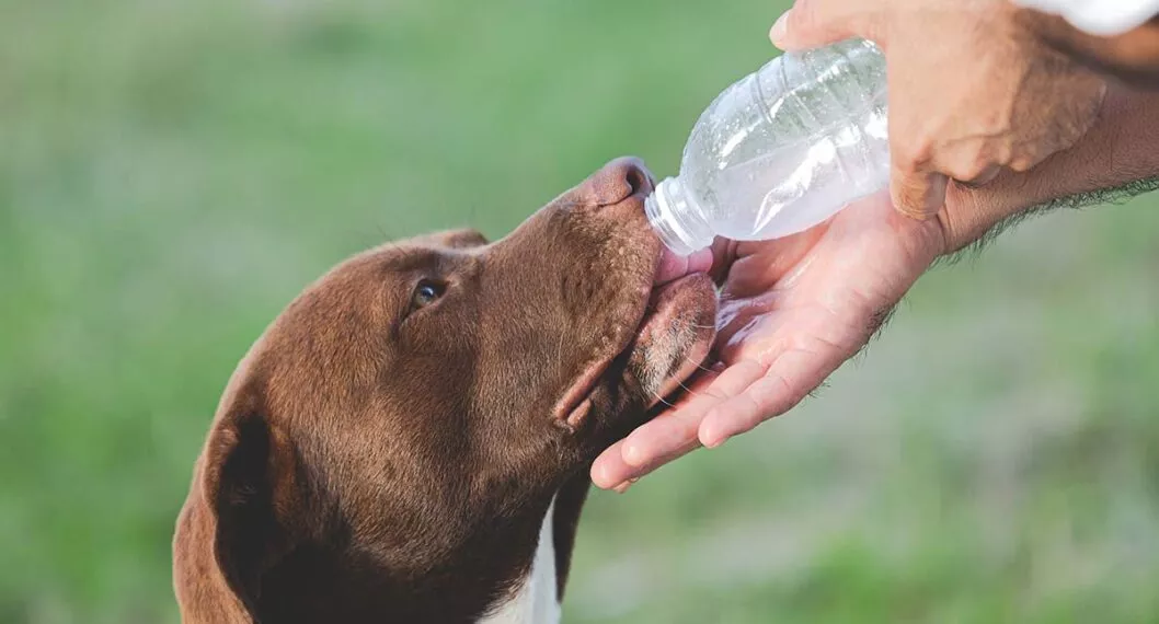 Imagen de un perro a propósito de por qué es importante que las mascotas tomen agua varias veces al día