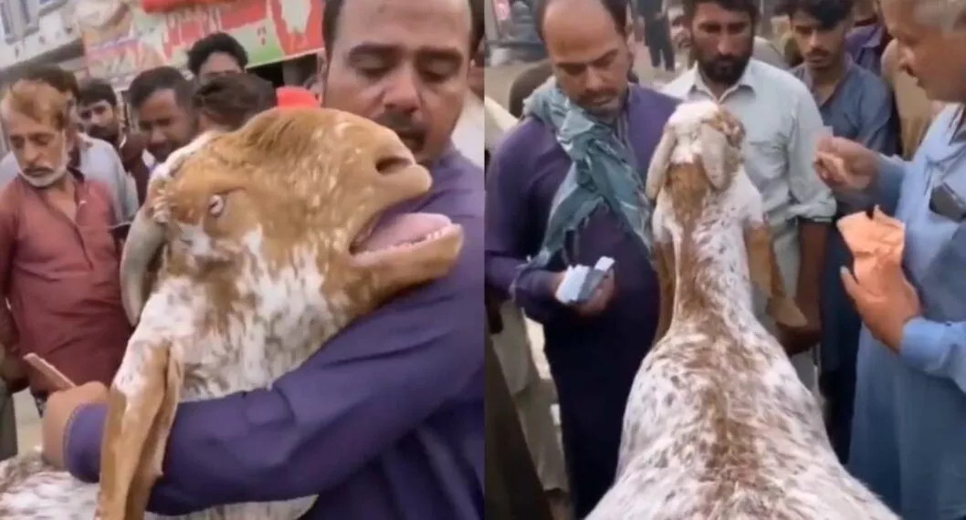 Foto de cabra llorando, en nota de video de cabra llorando como humana ante su amo cuando la lleva para venderla