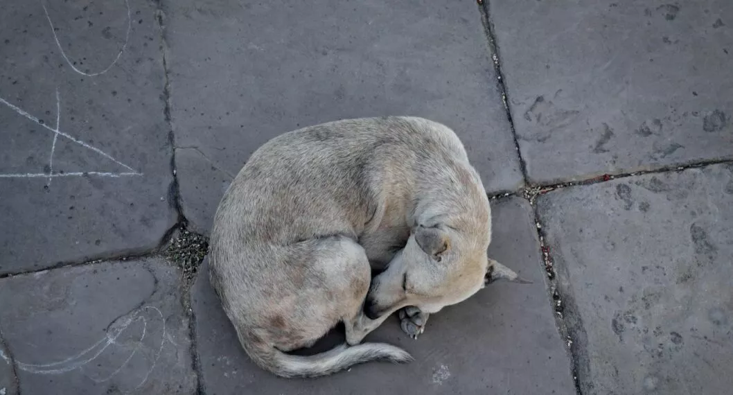 Perro es abandonado por sus dueños en vía principal de la calle.