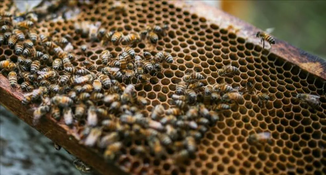 Hay evidencia de que las abejas son “altamente” inteligentes