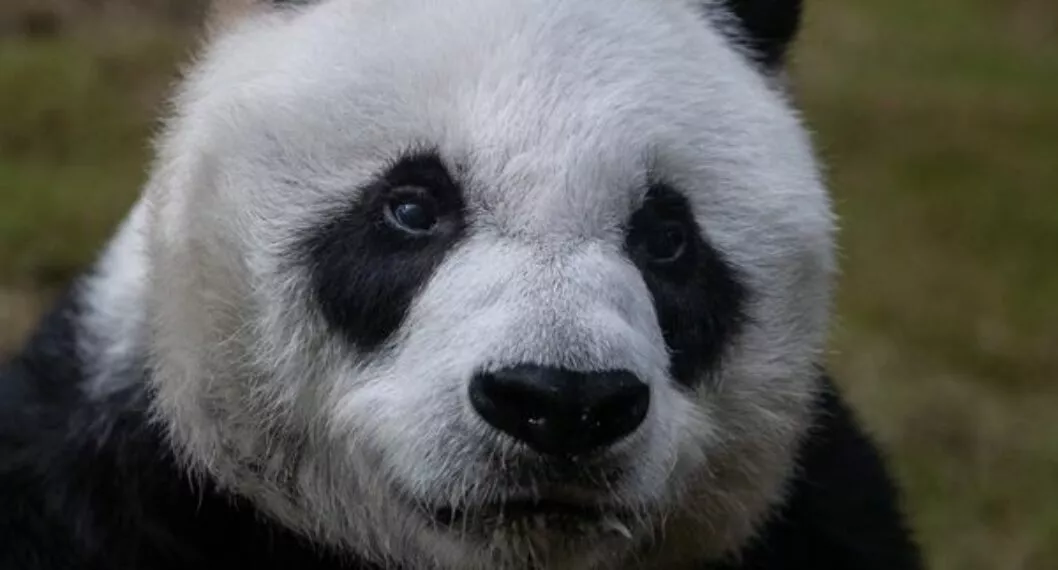 Murió a los 35 años An An, el panda gigante en cautiverio más viejo del mundo