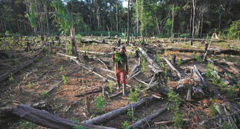 Deforestación: este es el diagnóstico que le deja el gobierno Duque a Petro