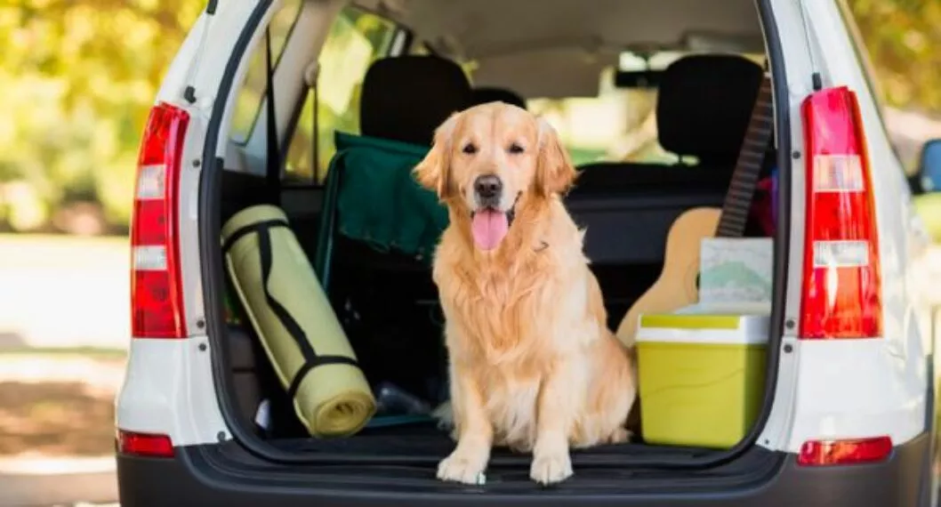 Día mundial del perro: 6 consejos para viajar con tu mejor amigo