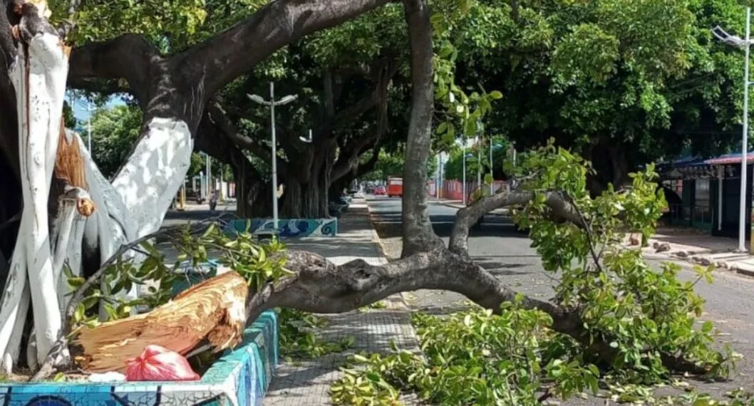 Bomberos insta a las autoridades a podar árboles para evitar una tragedia