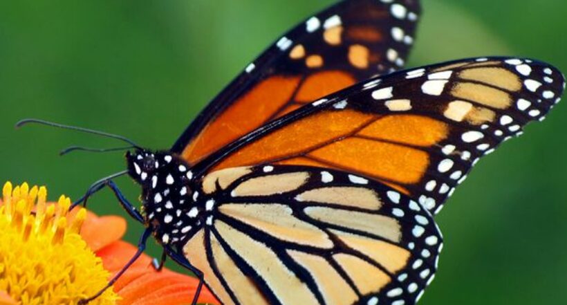 Imagen de la Mariposa monarca migratoria que entró a la lista de especies en peligro de extinción