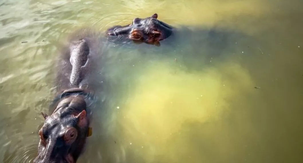 ¿Qué piensan las comunidades locales de los hipopótamos, especie invasora?