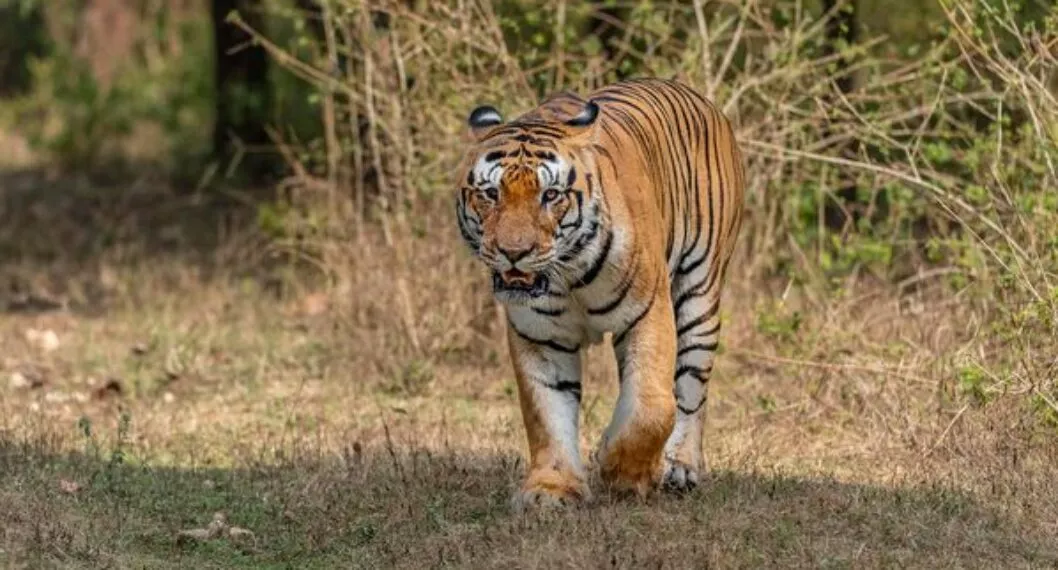 Buenas noticias: la población de tigres aumenta 40% (aunque aún está en peligro)