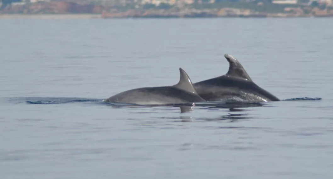 [Video] Turistas de Cartagena disfrutaron del avistamiento de delfines en las playas