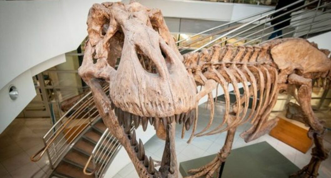 Imagen de un Tiranosaurio Rex, ya que paleontólogos debaten si hubo una o tres especies