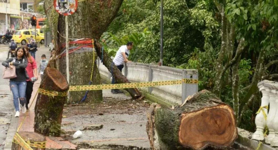 Concejo de Ibagué discute qué hacer por árbol que cayó sobre un padre de familia