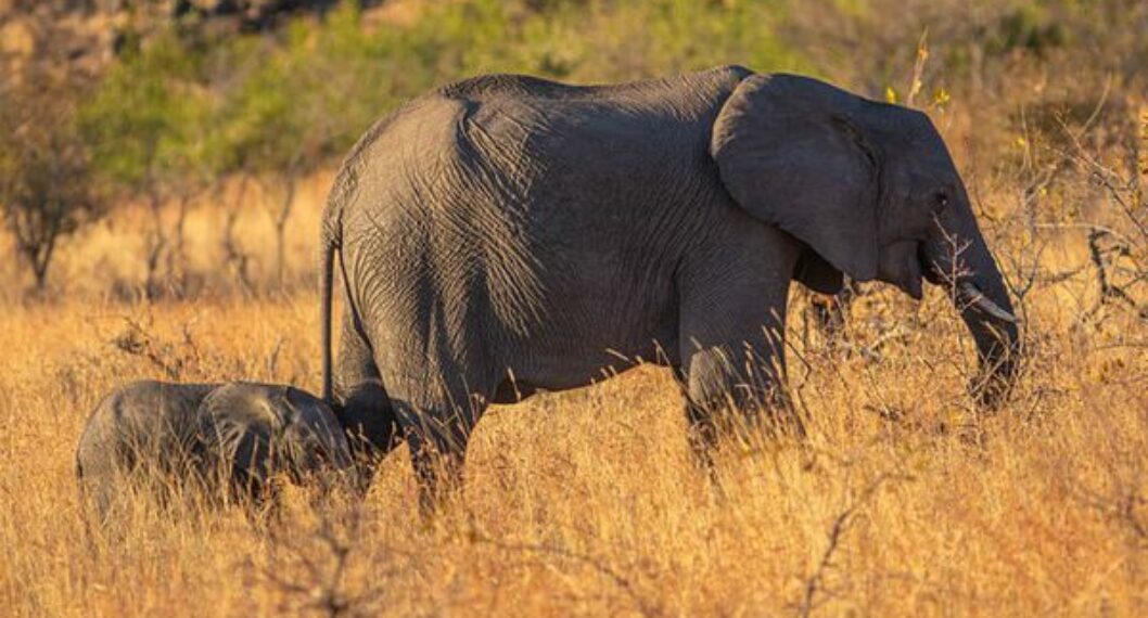 Nuevas pistas sobre el impacto que tiene en los elefantes la muerte de su madre