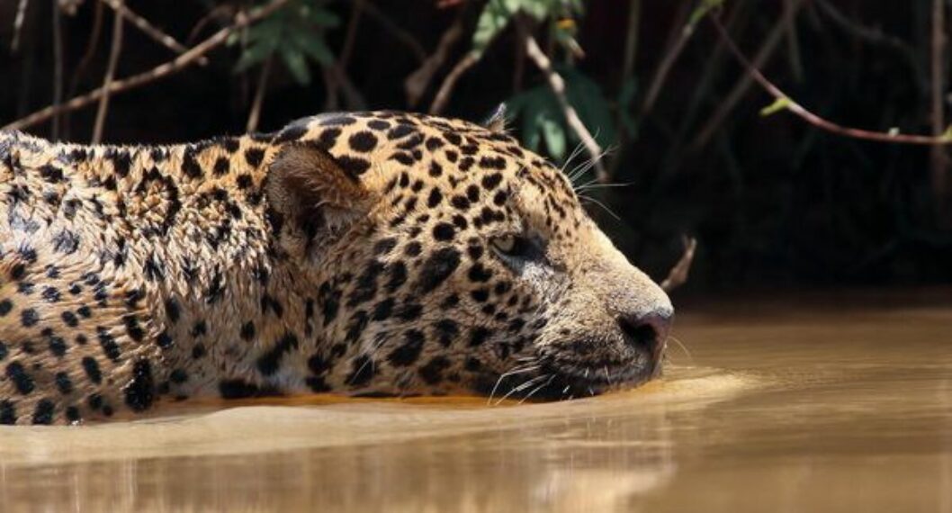 Comunidades de la Amazonia están protegiendo una especie “casi amenazada”: el jaguar