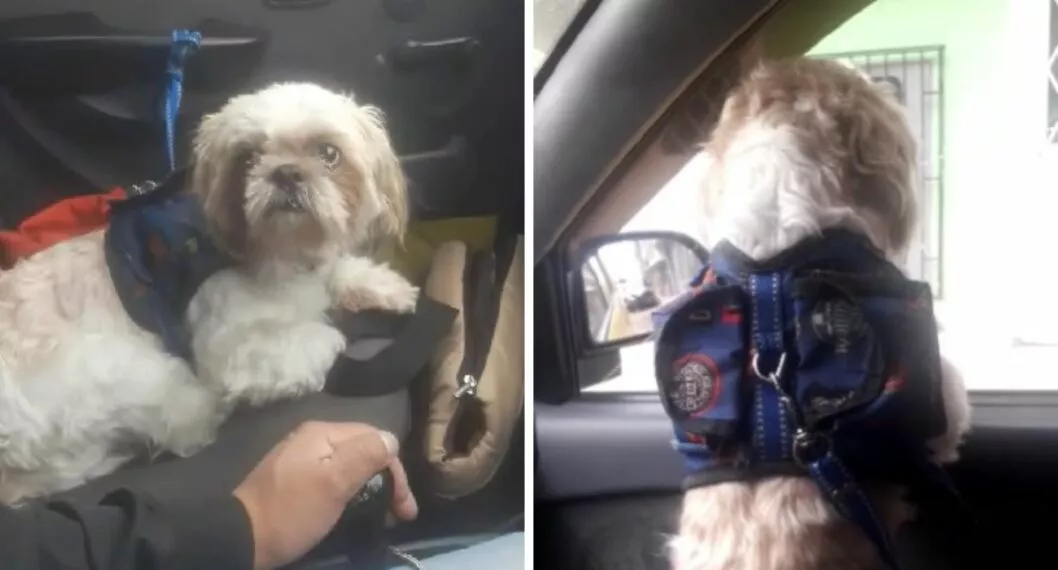 Abandonaron a perro en taxi en Bogotá: dueño dejó carta y no volvió