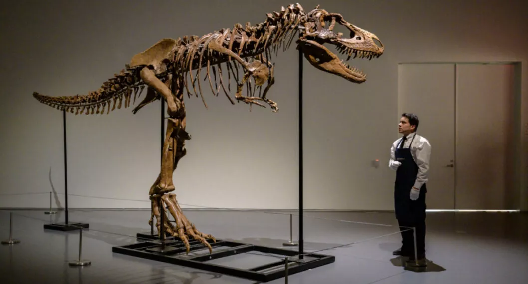 Fósil de dinosaurio fue vendido por más de 6 millones de dólares.