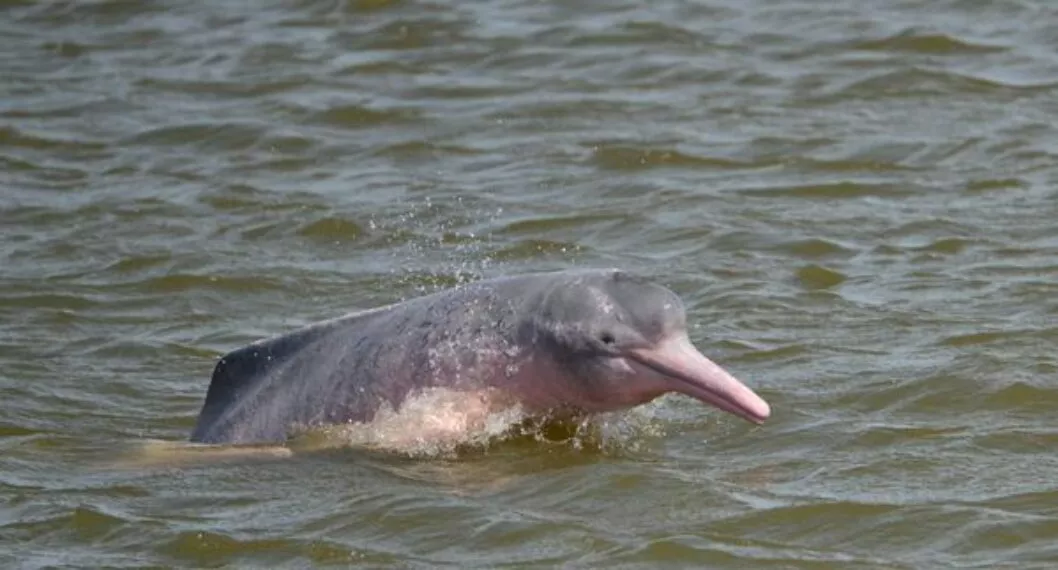Desde Arauca hasta el Amazonas, ¿dónde viven los delfines de río en Colombia?