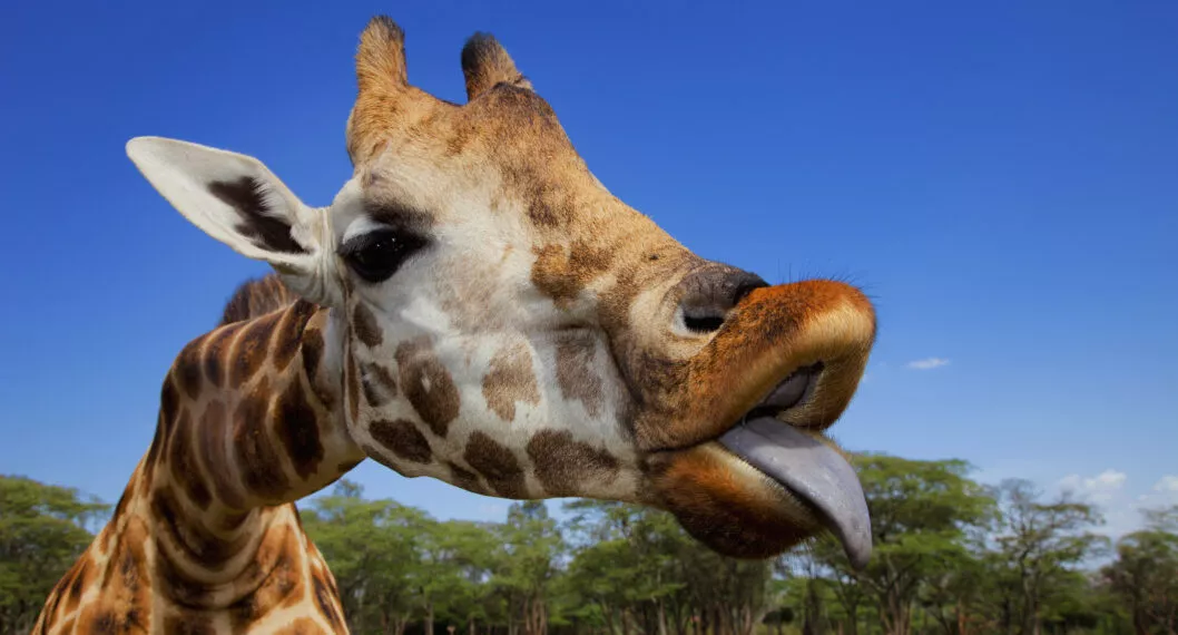 Jirafa interrumpe propuesta de matrimonio durante un safari 