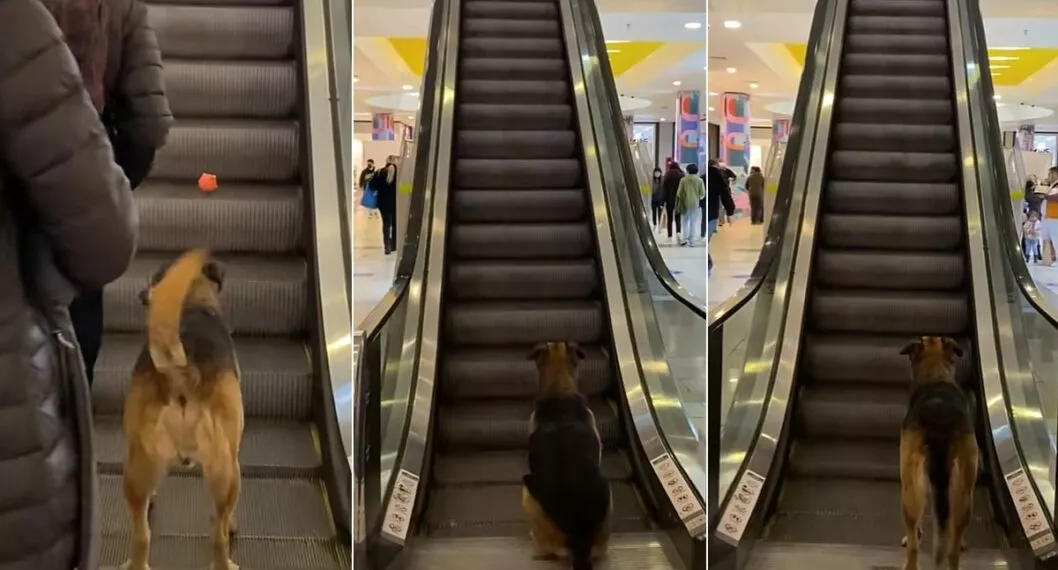 Fotos del perro captado en un centro comercial de Chile jugando en unas escaleras.