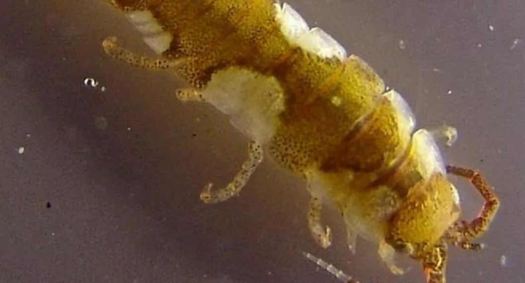 Las abejas del mar: descubren que el crustáceo poliniza las algas marinas