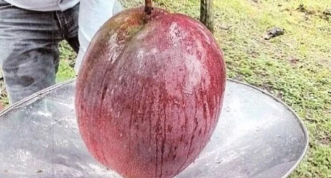 Campesinos de Boyacá rompen récord mundial al cultivar el mango más pesado