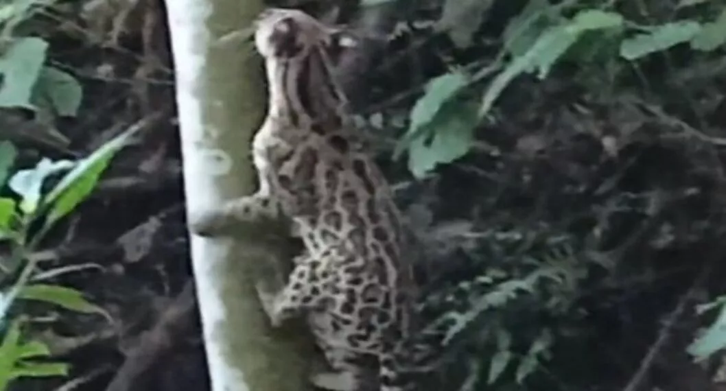 En video quedó registrado paso de tigrillo por bosques de la Serranía del Perijá