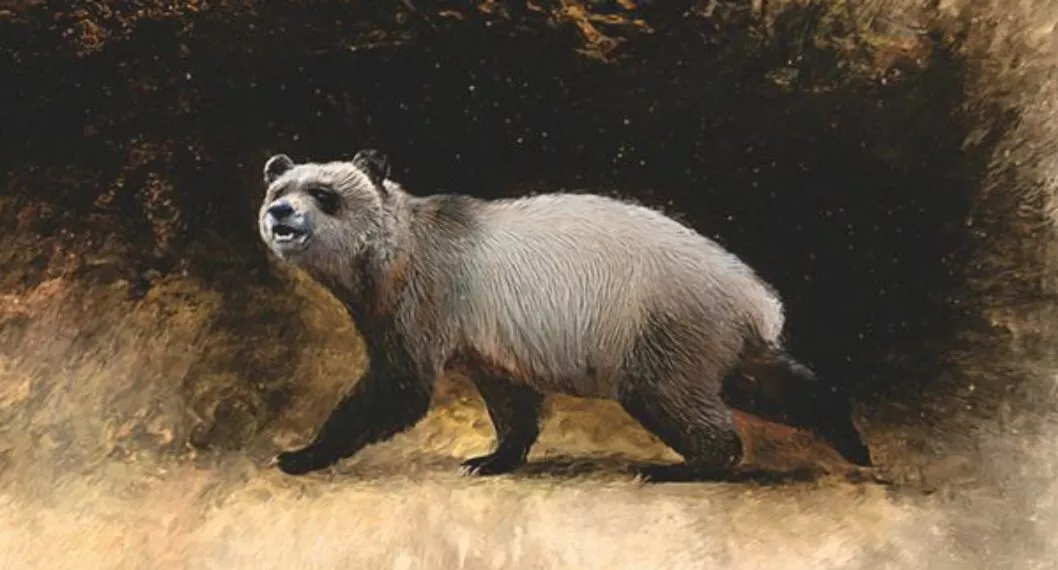 El oso panda que habitó Europa hace seis millones de años y que recién descubren