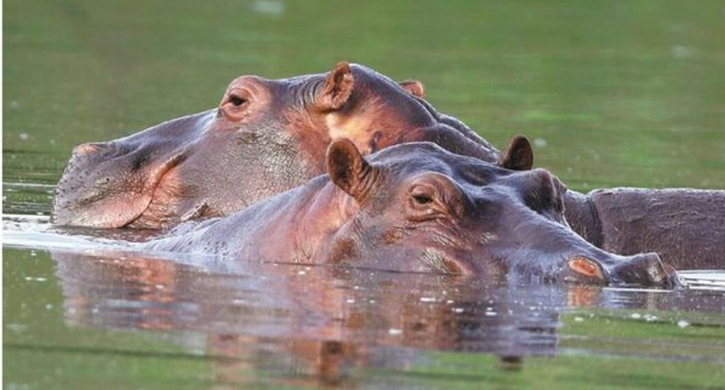 Piden incluir a los hipopótamos africanos entre los animales amenazados 