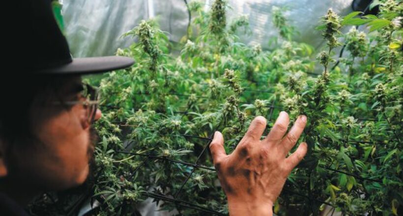 Exportar productos con cannabis, un camino largo para empresarios