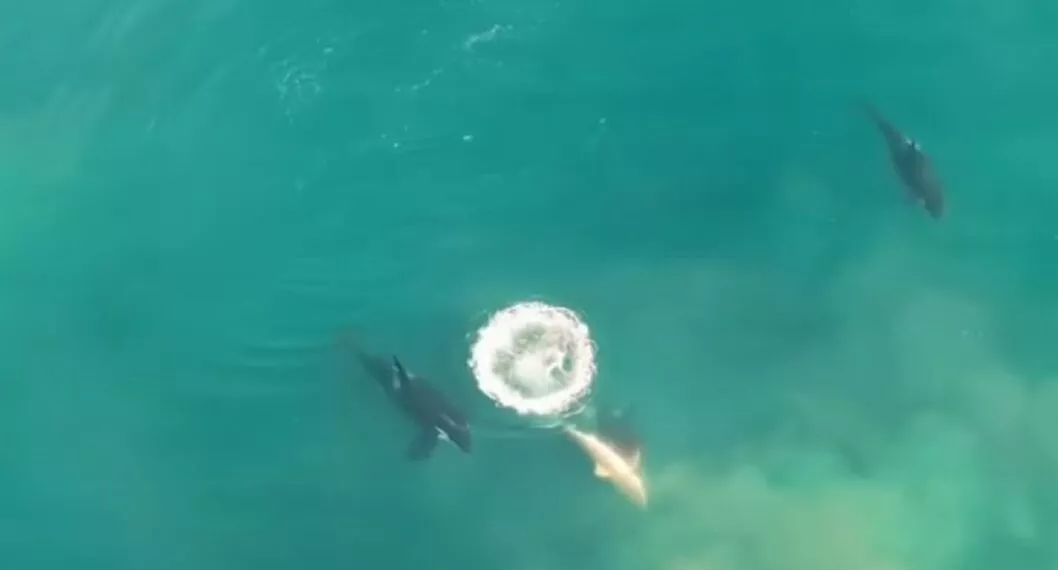 (Video) Ballenas orca cazan a tiburón blanco e imágenes sirven de investigación