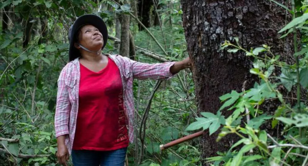 Amazonia: los retos y oportunidades de las soluciones basadas en la naturaleza