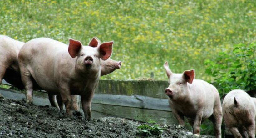 Científicos “revivieron” órganos de cerdos cuatro horas después que estos murieran