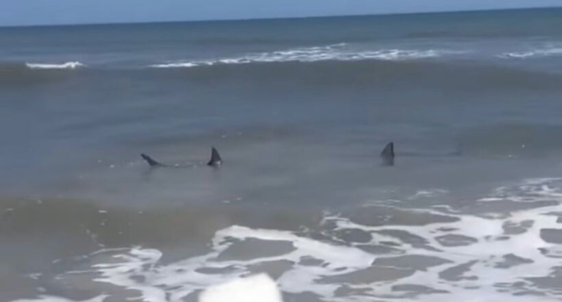 Foto de los tiburones que fueron vistos en una playa de Florida, Estados Unidos.