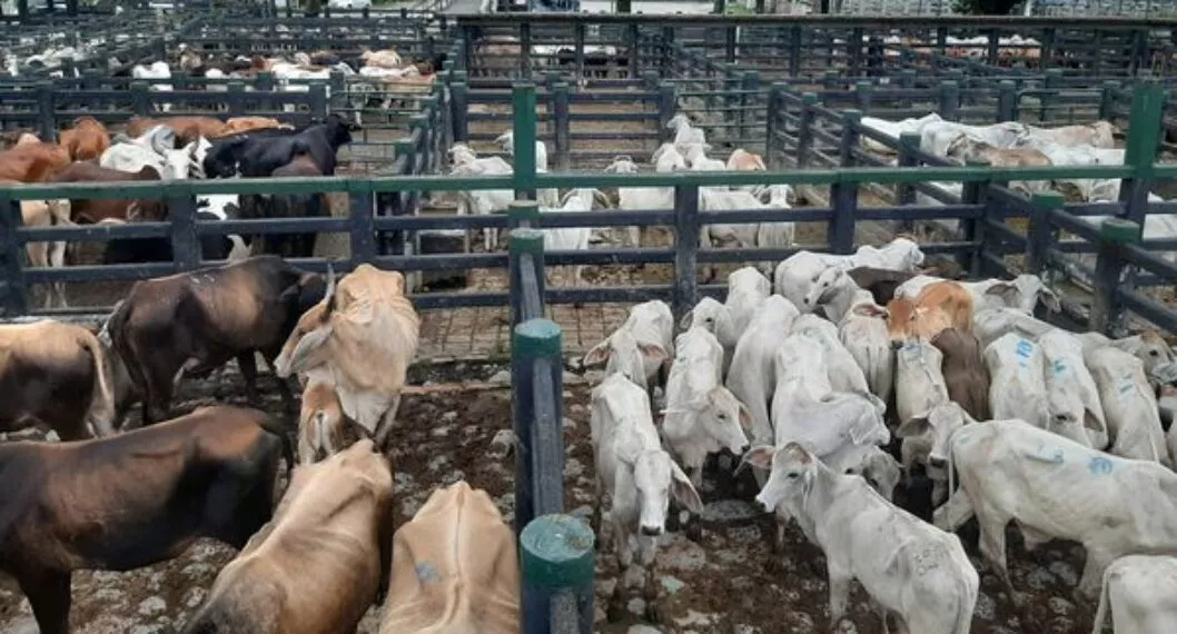 La desinformación sobre las vacas que circula en una campaña de ganaderos
