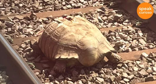 Imagen de la Tortuga gigante herida bloqueó por varias horas la vía del tren en Inglaterra