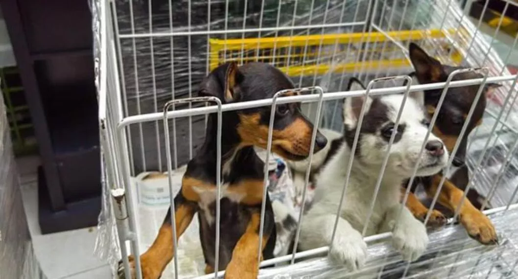 Mujer que vendía mascotas en Chapinero fue judicializada por maltrato animal