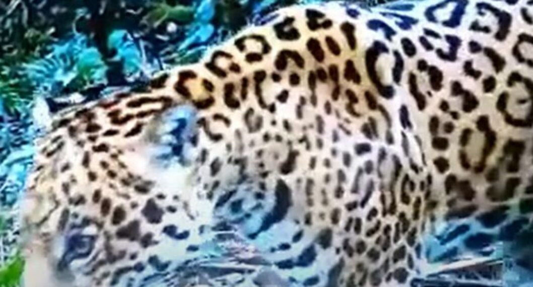 (Video) Confirman primer registro de jaguar en el Huila a través de cámara trampa