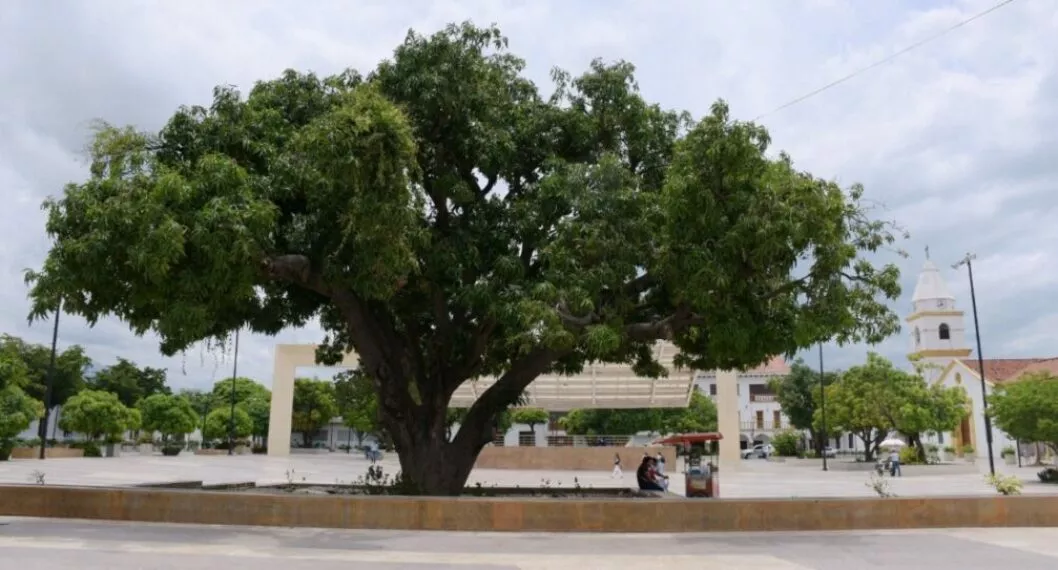 Imagen del árbol en Valledupar, que se llama palo de mango de la plaza Alfonso López y llegó a 85 años