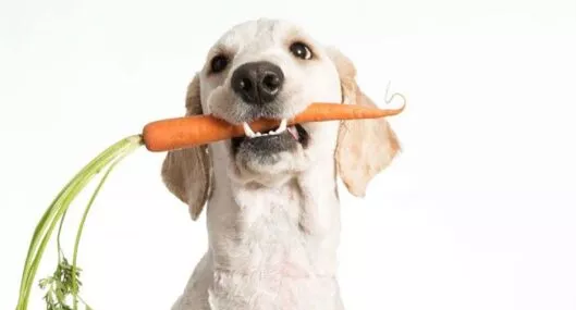 Imagen de un canino a propósito de cuáles alimentos de humanos se les puede dar a los perros para buena salud