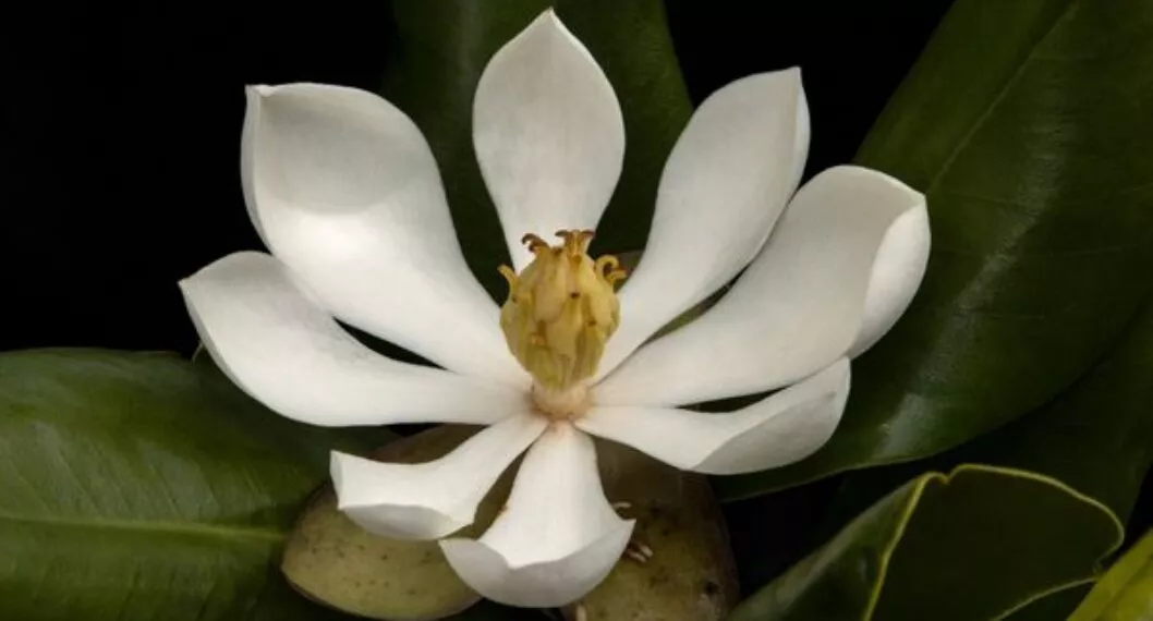 Redescubren en Haití una especie de magnolia perdida para la ciencia desde 1.925