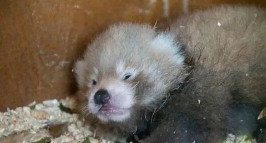 Nació un panda rojo, una especie en peligro de extinción, en Reino Unido