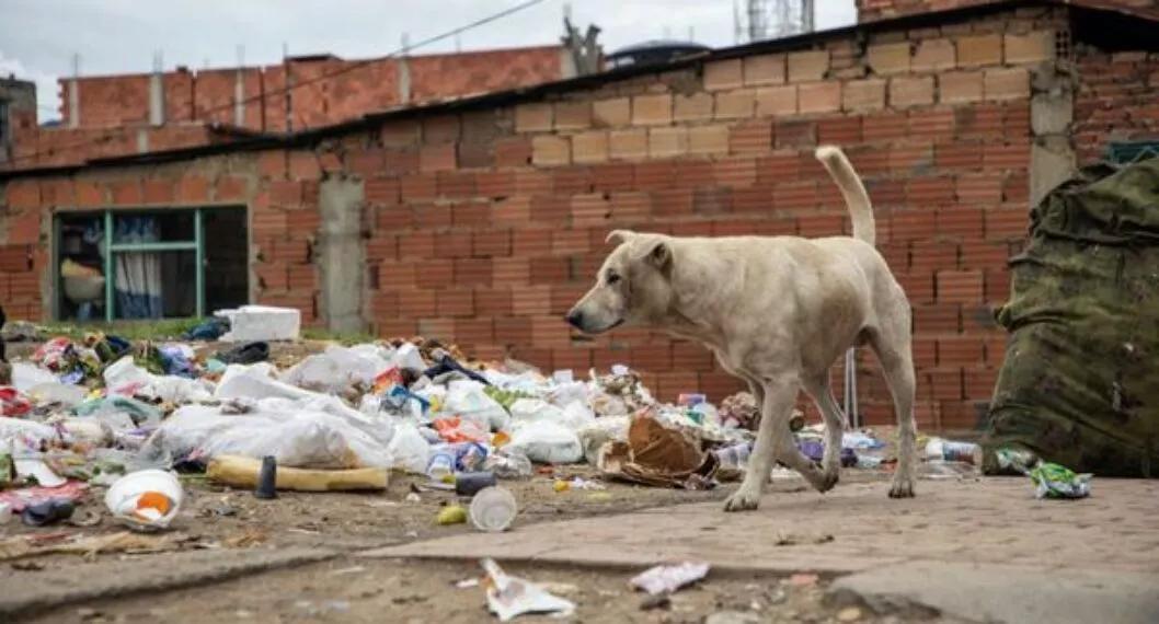 Perros abandonados: más de 66.000 deambulan por las calles de Bogotá