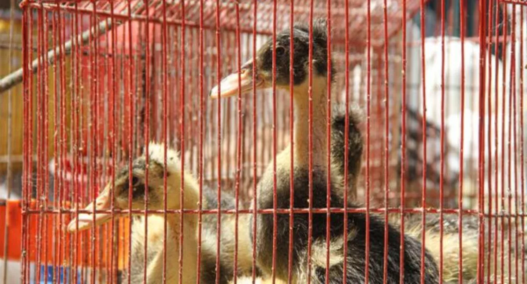 Desnutridos y enfermos, así estaban 44 animales, rescatados de la venta ilegal