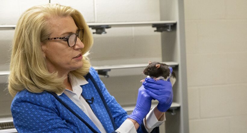 La doctora Kelly Lambert maneja una rata como parte de un estudio en la Universidad de Richmond en Richmond, Virginia, el 2 de agosto de 2022. 