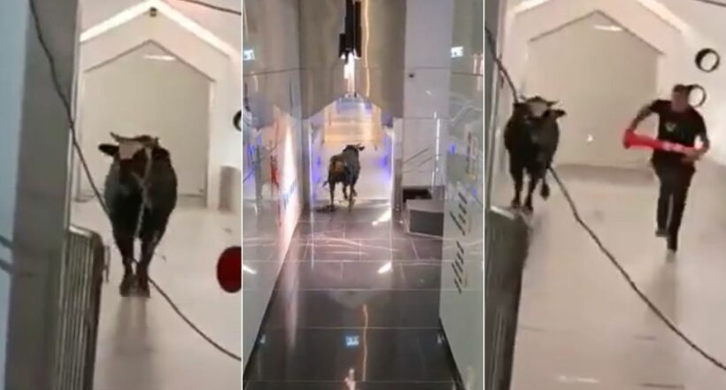Imágenes del toro que ingresó a un banco en Israel.