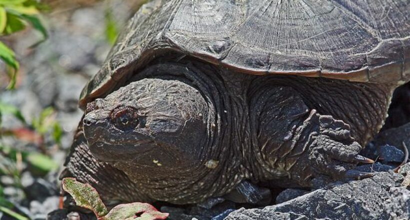 Imagen del caso en Estados Unidos en el que un fotógrafo grabó pelea entre tortuga y serpiente de agua