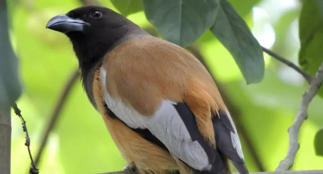 Imagen del caso en donde científicos confirman la primera ave venenosa del mundo; pitohui encapuchado