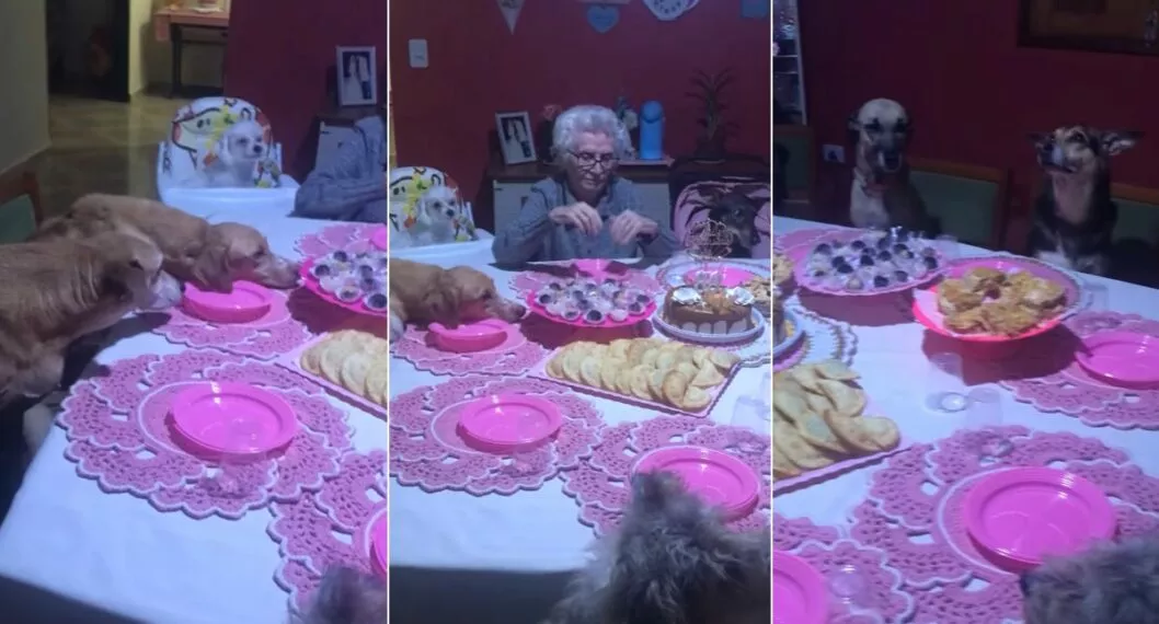 Fotos de la anciana que celebró sus 89 años junto a sus 10 perros en Brasil.
