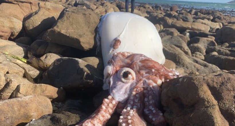 Imagen del calamar, a propósito de cuál es la verdad detrás de la criatura de 'un ojo' que apareció Sudáfrica